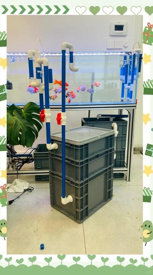 江西開水族店怎么樣？加盟祥龍魚場(chǎng)賣龍魚市場(chǎng)怎樣？