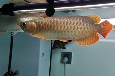 龍魚怎么換缸（龍魚怎么換缸，龍魚換缸的正確步驟和注意事項(xiàng)）