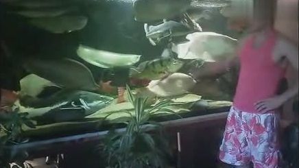 七星刀和龍魚打架：七星刀魚與龍魚之間的爭斗 七星刀和龍魚打架：七星刀魚與龍魚之間的爭斗 龍魚百科 第3張