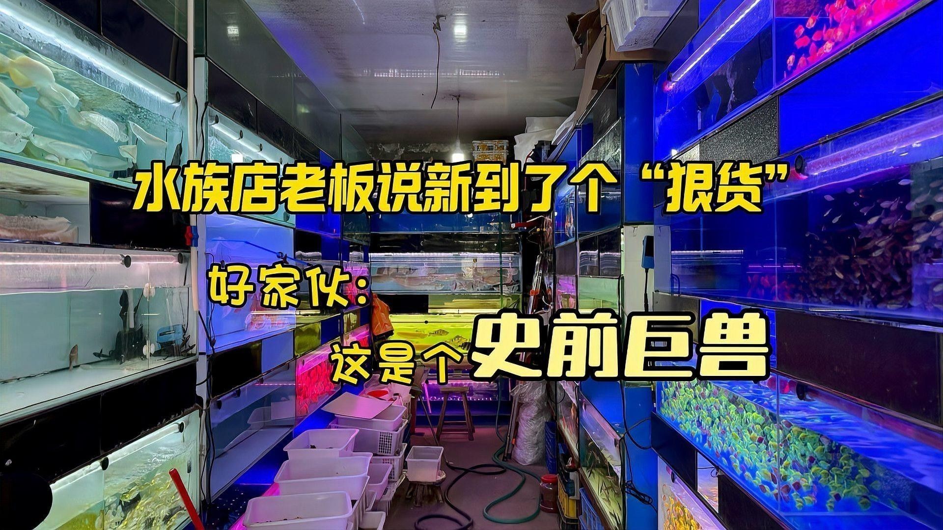 潞城開水族店怎么樣？加盟祥龍魚場賣龍魚市場怎樣？