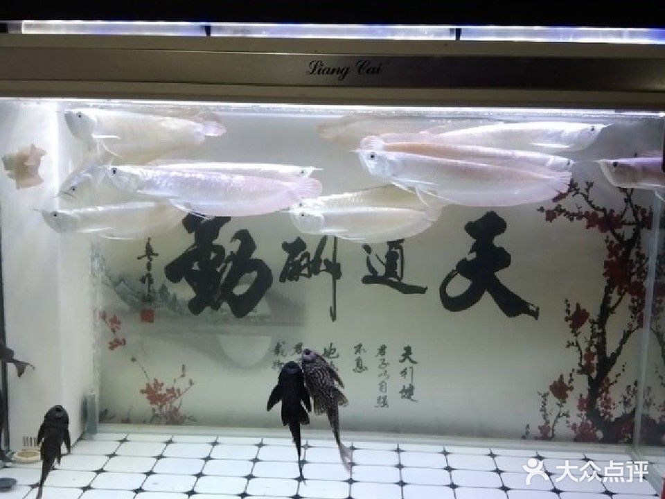 蕭山開水族店怎么樣？加盟祥龍魚場賣龍魚市場怎樣？