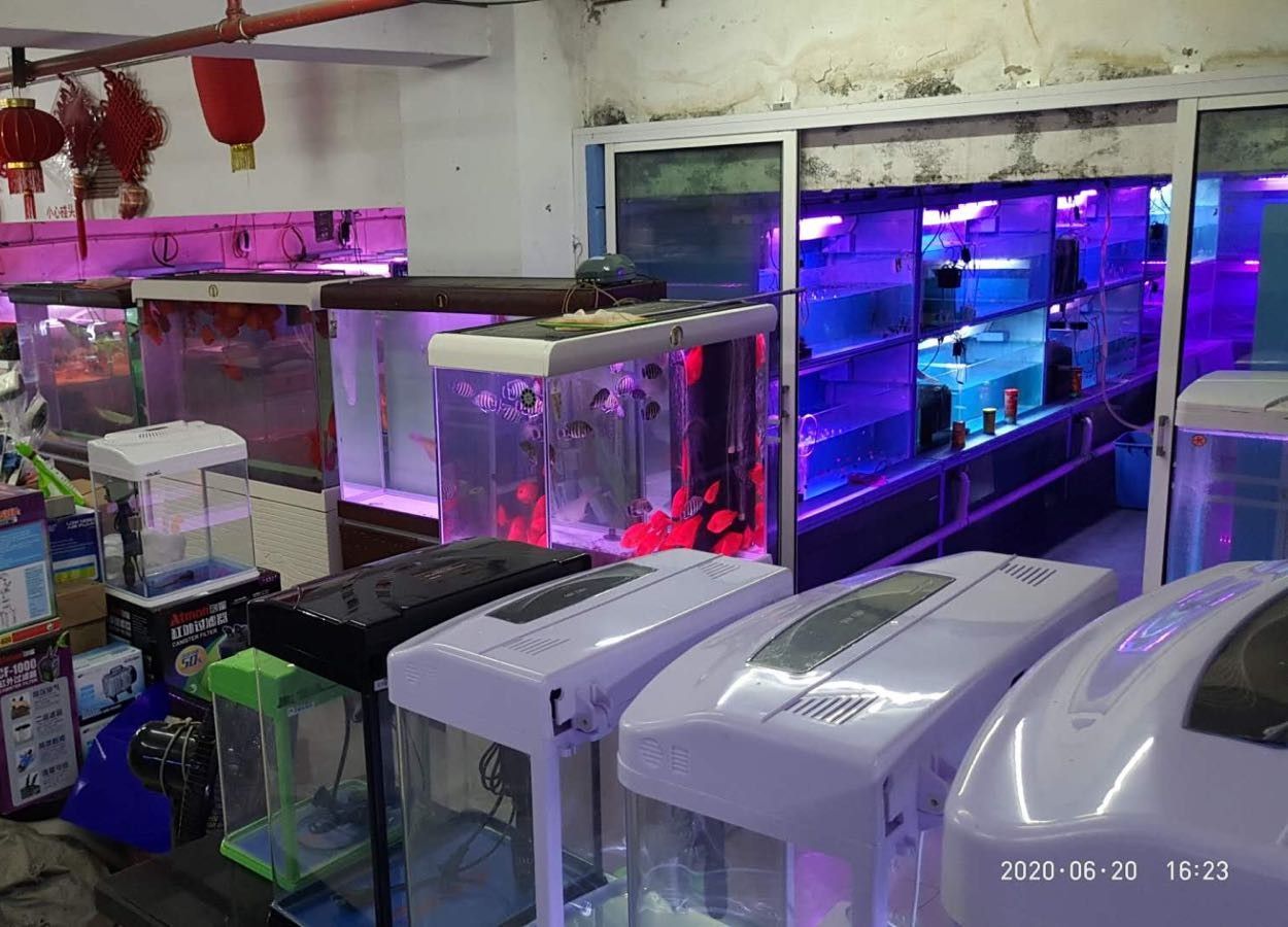 蕭山開水族店怎么樣？加盟祥龍魚場賣龍魚市場怎樣？