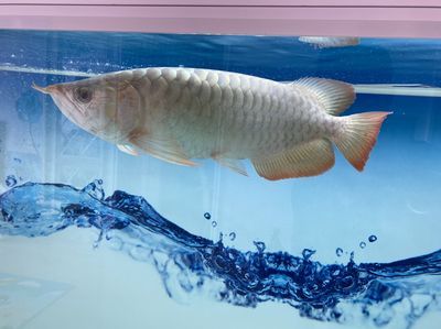 龍魚身上起白毛怎么辦：魚身上長(zhǎng)白毛的原因及治療方法 龍魚身上起白毛怎么辦：魚身上長(zhǎng)白毛的原因及治療方法 龍魚百科 第2張