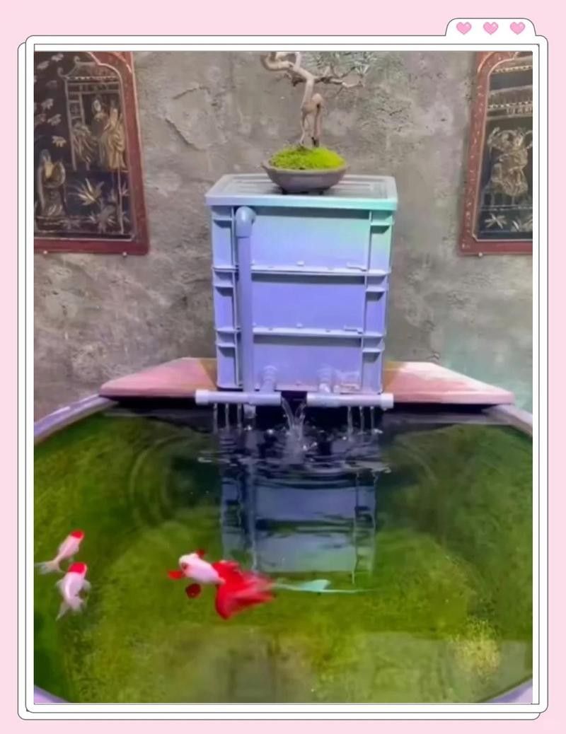龍魚為什么斜著游來游去的