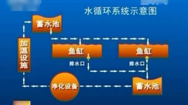 銀龍魚水質監控頻率：銀龍魚水質監控頻率應根據水質指標的重要性和硬度