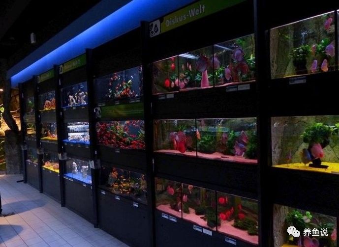 貢山開(kāi)水族店怎么樣？加盟祥龍魚(yú)場(chǎng)賣(mài)龍魚(yú)市場(chǎng)怎樣？