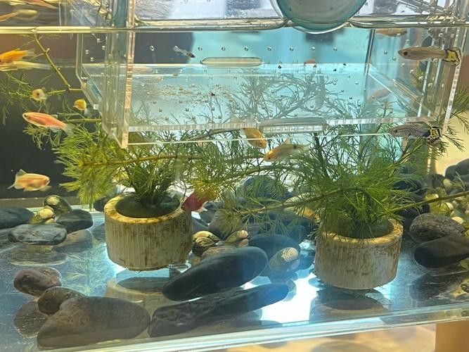 小火龍魚可以和什么魚混養呢