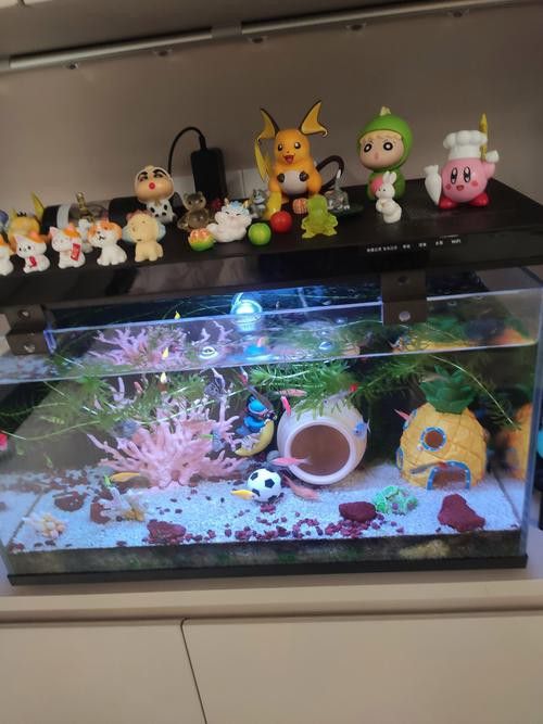 小火龍魚可以和什么魚混養呢