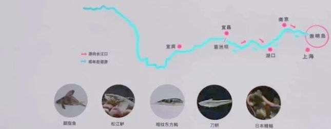 海龍魚在長江口的分布情況如何？