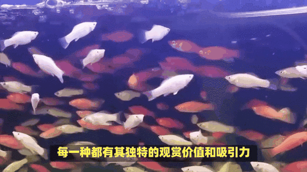 藤縣開水族店怎么樣？加盟祥龍魚場賣龍魚市場怎樣？