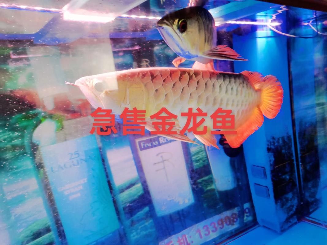 桐廬開水族店怎么樣？加盟祥龍魚場賣龍魚市場怎樣？