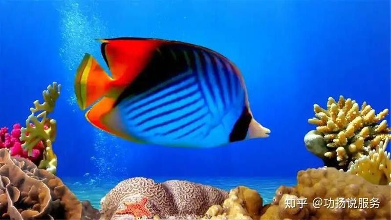 桐廬開水族店怎么樣？加盟祥龍魚場賣龍魚市場怎樣？