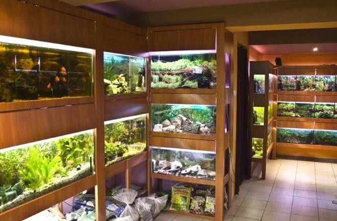 崇義開水族店怎么樣？加盟祥龍魚場賣龍魚市場怎樣？