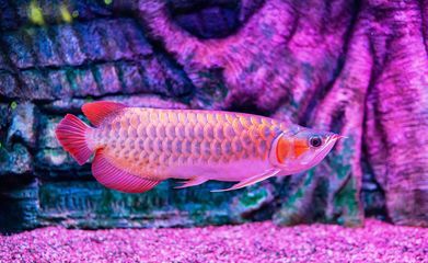 龍魚蒙眼最好最快，龍魚蒙眼怎么辦