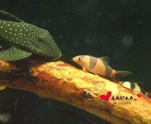 龍魚可以吃老鼠嗎：龍魚可以吃老鼠嗎？