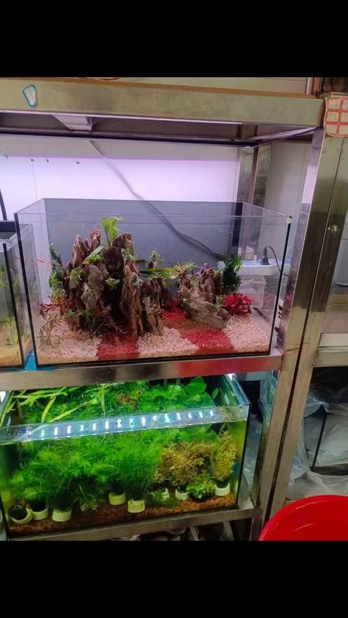 五河開水族店怎么樣？加盟祥龍魚場賣龍魚市場怎樣？