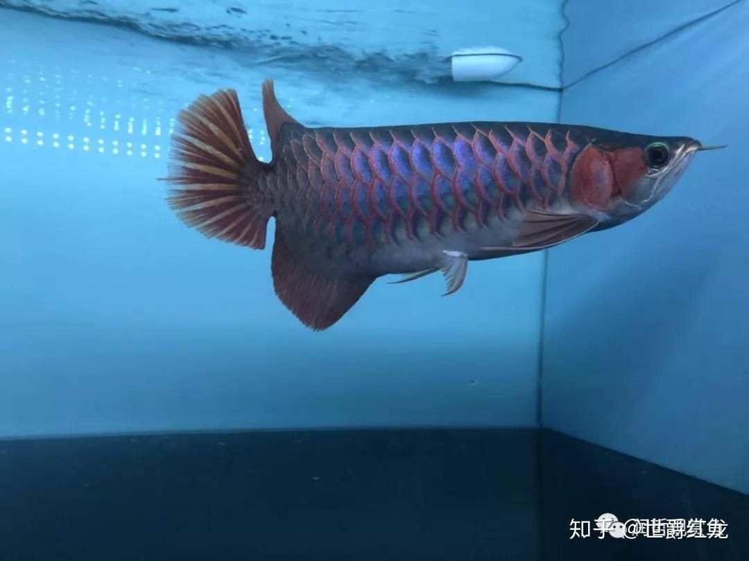 紅龍魚品牌等級(jí)劃分標(biāo)準(zhǔn)圖表及價(jià)格：紅龍魚品牌、品牌等級(jí)劃分標(biāo)準(zhǔn)圖表及價(jià)格