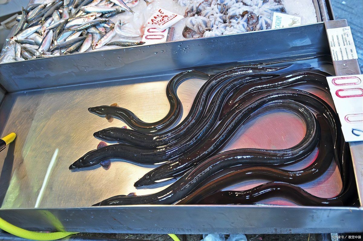 杜龍魚是海魚嗎還是河魚