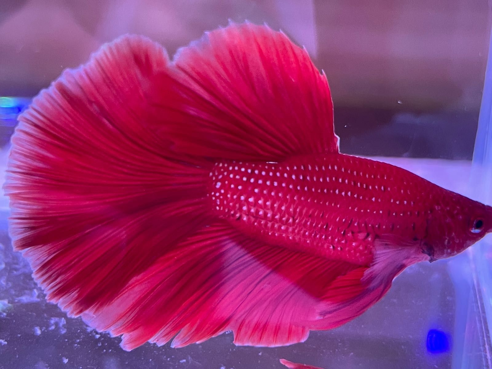 玉田開水族店怎么樣？加盟祥龍魚場(chǎng)賣龍魚市場(chǎng)怎樣？