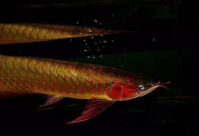 紅龍魚怕燈光怎么治：如何解決紅龍魚怕燈光的問題