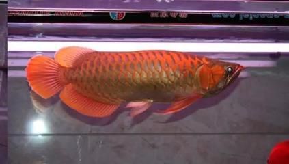 紅龍魚怕燈光怎么治：如何解決紅龍魚怕燈光的問題
