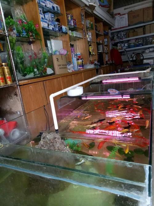 蔡甸開水族店怎么樣？加盟祥龍魚場賣龍魚市場怎樣？