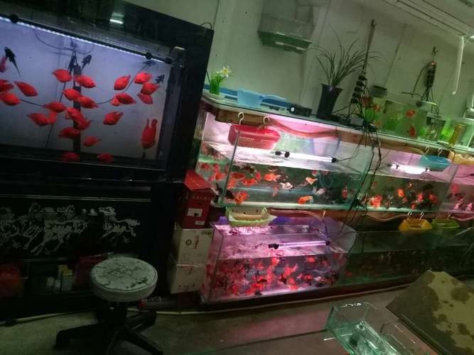 <strong><mark>蔡甸</mark></strong>開水族店怎么樣？加盟祥龍魚場(chǎng)賣龍魚市場(chǎng)怎樣？