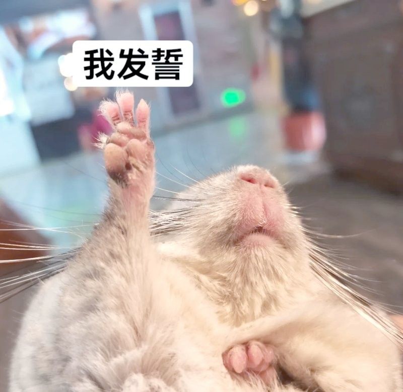 龍貓和貓哪個更聰明