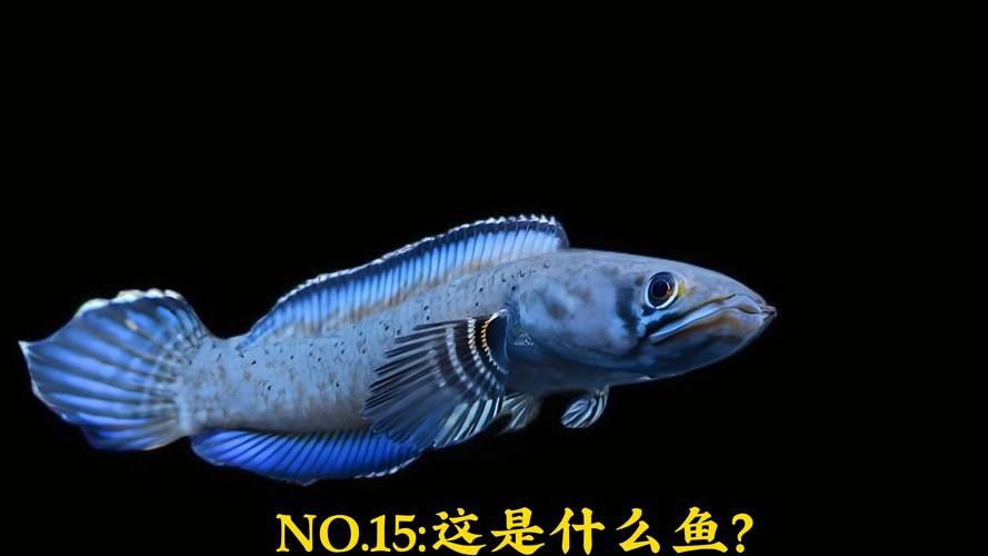 藍色雷龍魚用什么燈發色好？
