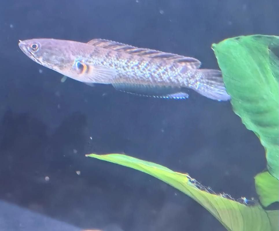 藍色雷龍魚用什么燈發色好？