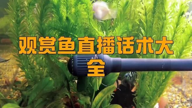 石屏開水族店怎么樣？加盟祥龍魚場(chǎng)賣龍魚市場(chǎng)怎樣？
