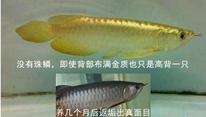 高背金龍魚怎么上金質（高背金龍魚怎么養金龍魚高背金龍魚怎么養金色好）