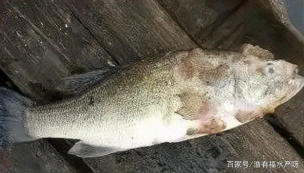 龍魚真菌感染的癥狀有哪些？