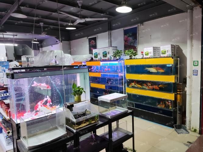 匯川開水族店怎么樣？加盟祥龍魚場賣龍魚市場怎樣？