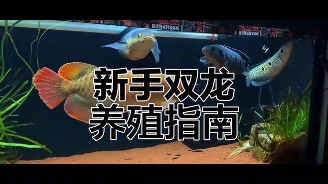 銀板魚和龍魚混養 銀板魚和龍魚混養 龍魚百科 第3張