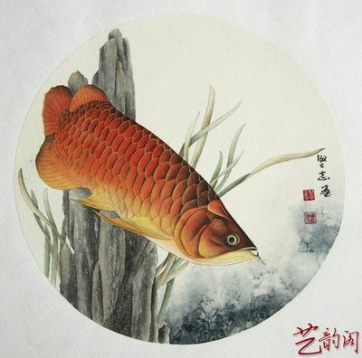 畫金龍魚的畫家(中國畫金龍魚技法第一人) 龍魚百科 第2張 畫金龍魚的畫家(中國畫金龍魚技法第一人) 畫金龍魚的畫家(中國畫金龍魚技法第一人) 龍魚百科 第2張