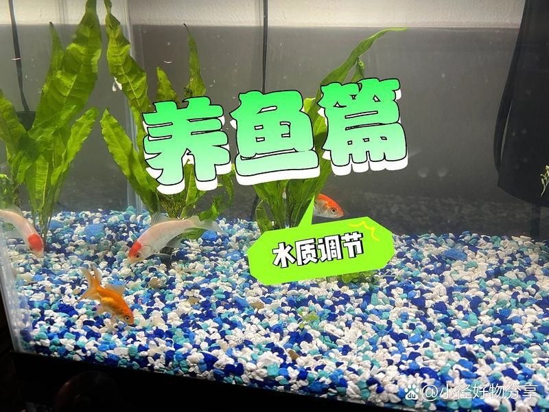 紅龍魚怎么養(yǎng)會更紅潤一點