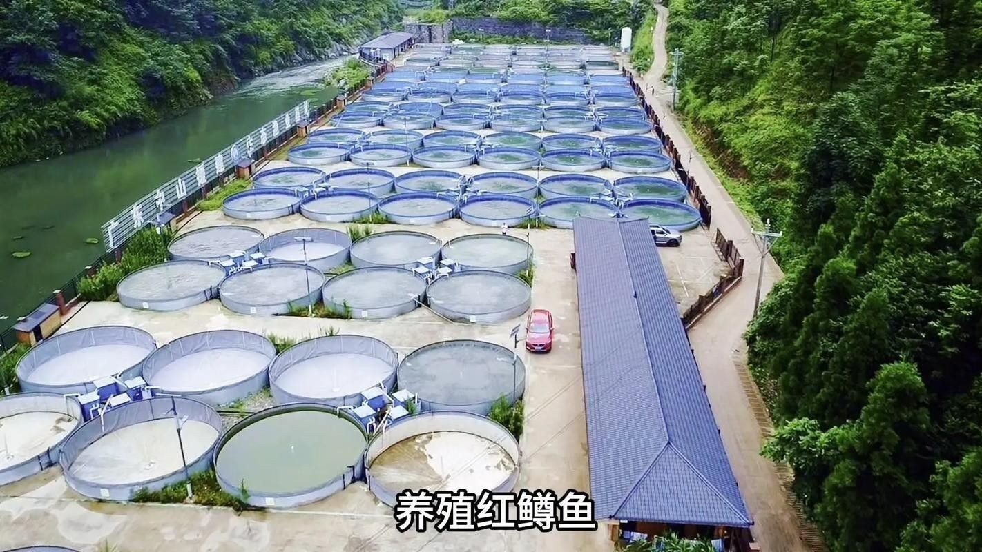 六盤水開水族店怎么樣？加盟祥龍魚場賣龍魚市場怎樣？