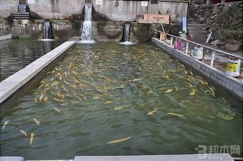 六盤水開水族店怎么樣？加盟祥龍魚場賣龍魚市場怎樣？
