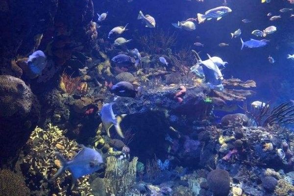 江南開水族店怎么樣？加盟祥龍魚場賣龍魚市場怎樣？