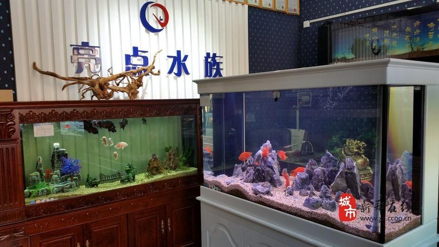 新鄭開水族店怎么樣？加盟祥龍魚場賣龍魚市場怎樣？