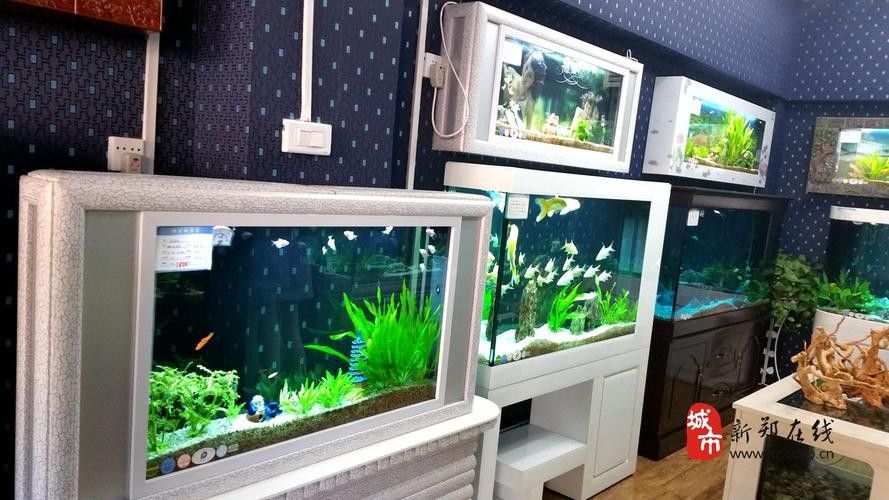 新鄭開水族店怎么樣？加盟祥龍魚場賣龍魚市場怎樣？