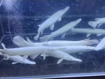白化火箭魚市場價格趨勢，白化火箭魚市場價格波動原因