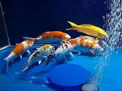 龍魚風水魚缸 七條 龍魚風水魚缸 七條 龍魚百科 第1張