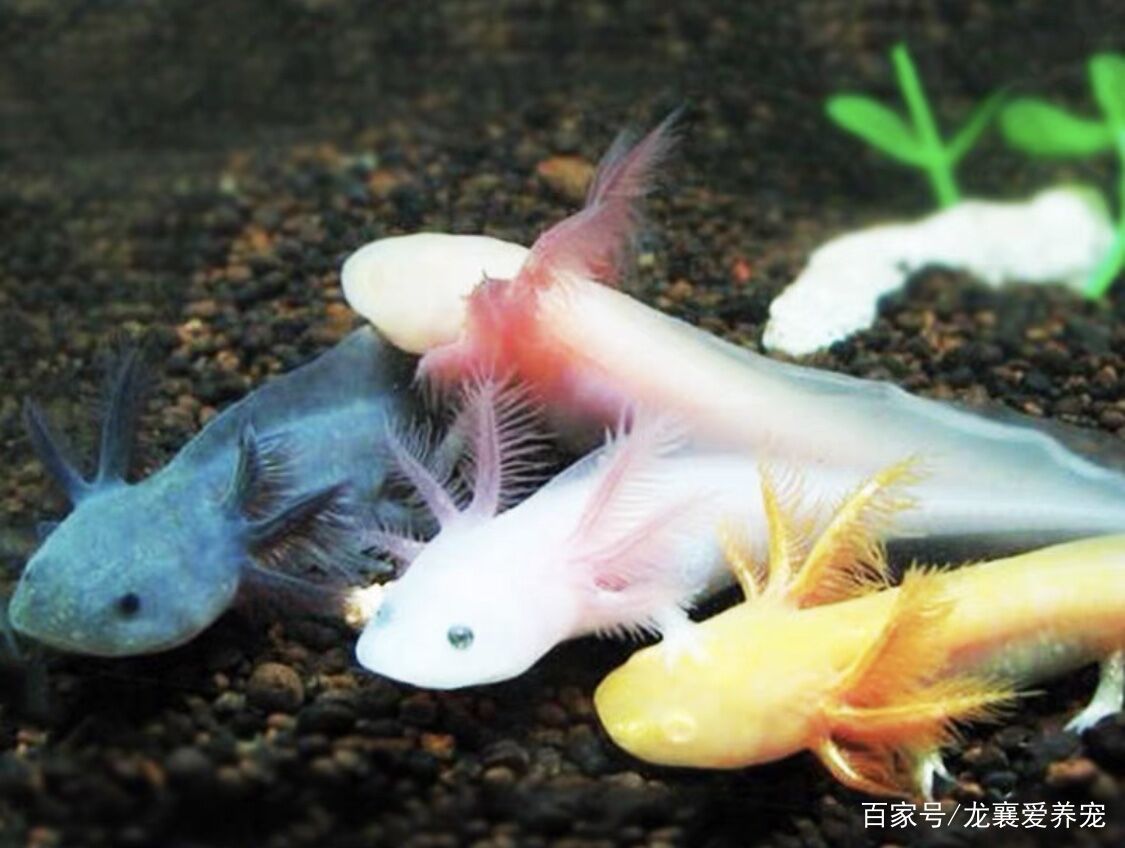 六角恐龍魚學(xué)名（六角恐龍魚的學(xué)名是ambystomamexicanum）