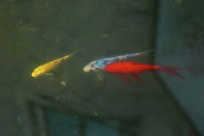 金龍魚可以和錦鯉一起養嗎：金龍魚可以和錦鯉一起養嗎？