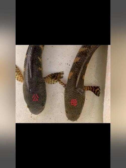 雷龍魚公母圖解