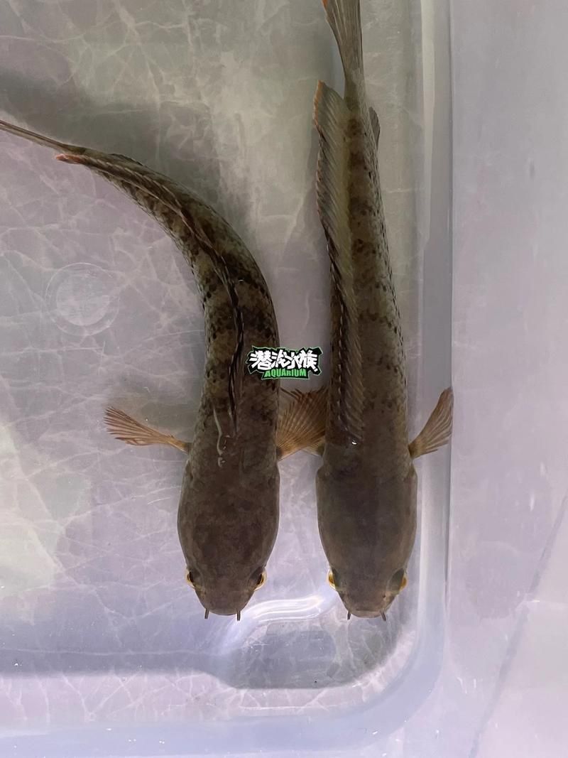 雷龍魚公母圖解
