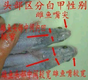 雷龍魚公母圖解