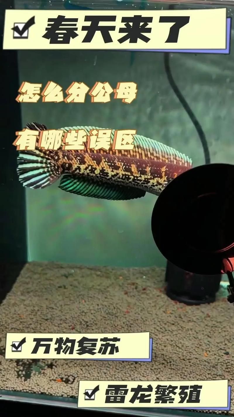 雷龍魚公母圖解